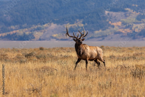 Bull Elk in Autumn in Wyoming photo