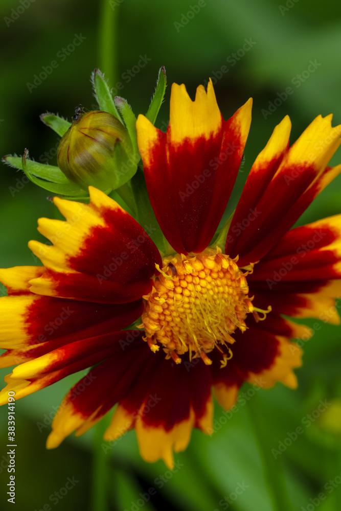 Macro photo of a Mexcan Sunflower. Macro photo of a Mexcan Sunflower.
