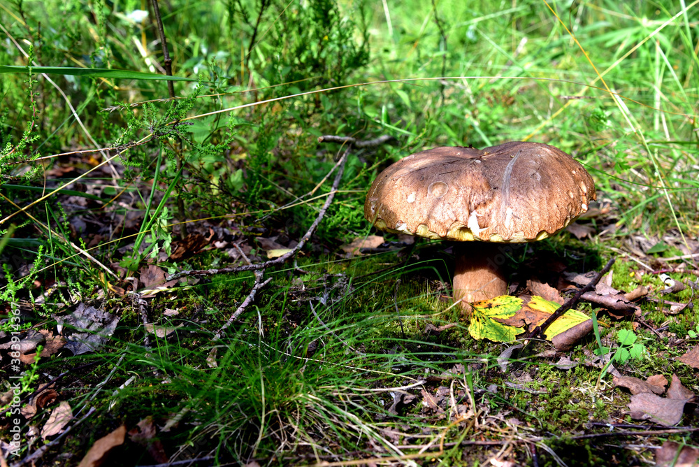 Boletus grows in the forest against the background of green vegetation. White mushroom for cooking and eat. Soft focus Boletus grows in the forest against the background of green vegetation. White mushroom for cooking and eat. Soft focus