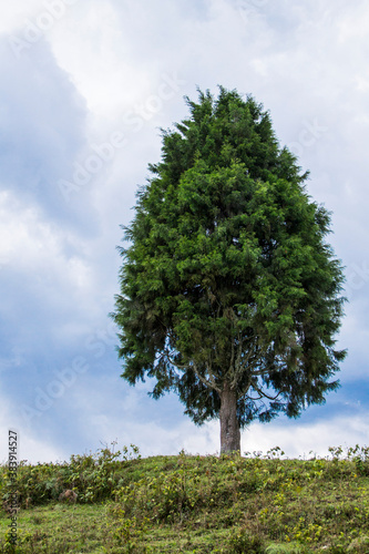 alone big tree