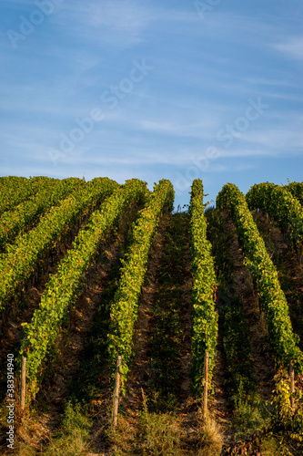 Vertical Close-Up of a field of Riesling grapes in the German town of Ruedesheim am Rhein, part of the Rheingau wine region