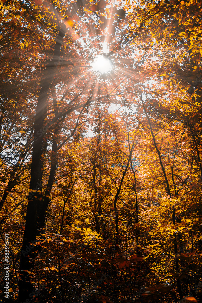 Obraz premium sun rays in autumn forest 