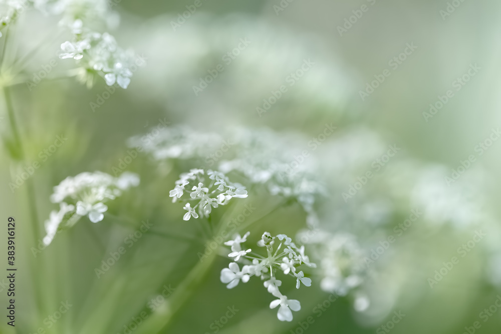 Fototapeta premium Wild grass on a sun light