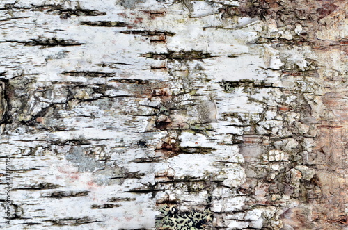 Natural birch bark background. Birch bark natural texture background photo