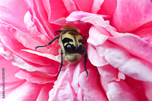 Nicrophorus vespillo beetle on a pink rose Chippendale