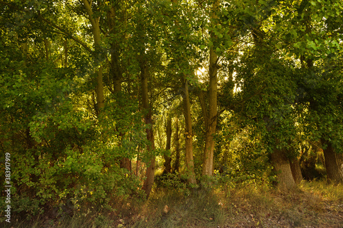 Fototapeta Naklejka Na Ścianę i Meble -  Background of a lush forest full of vegetation with soft golden sunset light