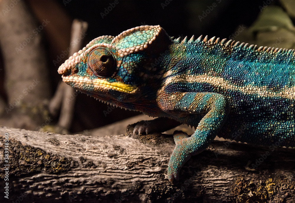 colorful chameleon on a branch in the dark at night colorful chameleon on a branch in the dark at night