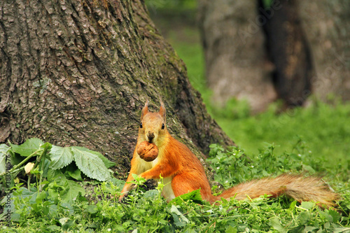 A squirrel with a nut looks into the camera. Beautiful red squirrel in the park © Stasiuk