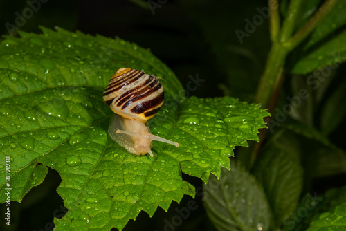 The white-lipped snail or garden banded snail, scientific name Cepaea hortensis, is a medium-sized species of air-breathing land snail, a terrestrial pulmonate gastropod mollusc in the family Helicida photo