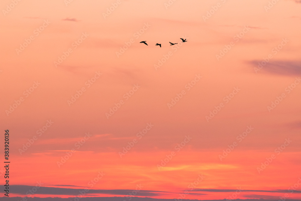 fliegende Gänse am roten Abendhimmel