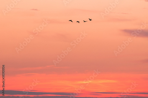 fliegende Gänse am roten Abendhimmel © Lars Gieger