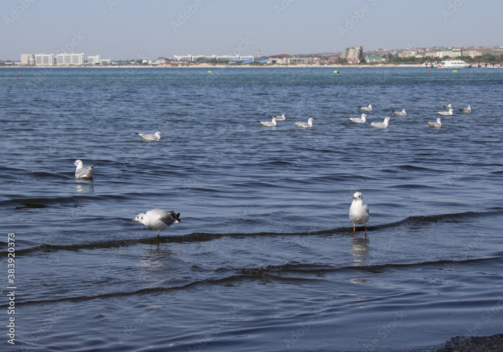 A cluster of gulls on the sea near the town beach