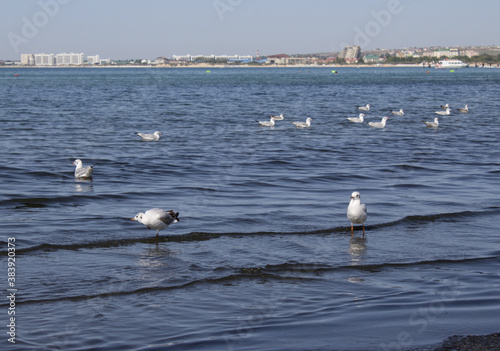 A cluster of gulls on the sea near the town beach