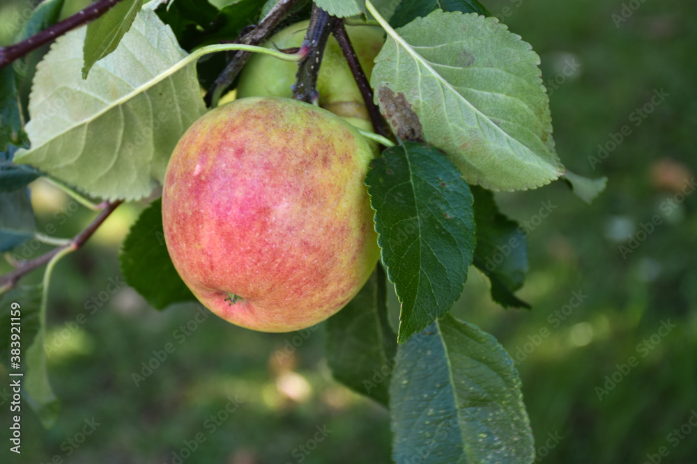 Almost matured redish apple Almost matured redish apple