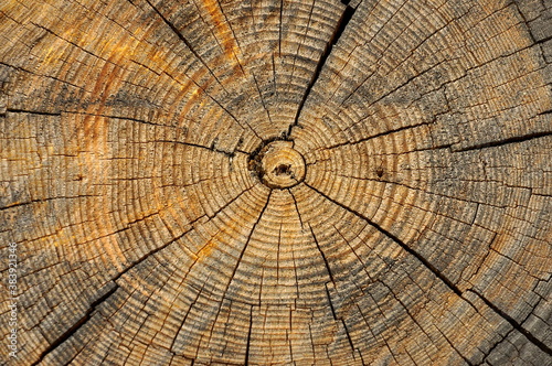 Tree trunk cross section with annual rings — Stock Image