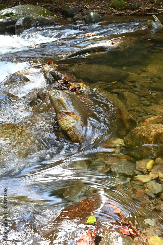 stream in the forest stream in the forest