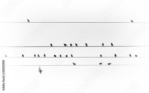 a flock of birds on a high voltage line