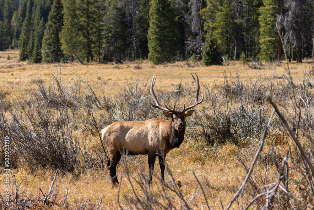 Elk Rut in Rocky Mountain National Park Elk Rut in Rocky Mountain National Park