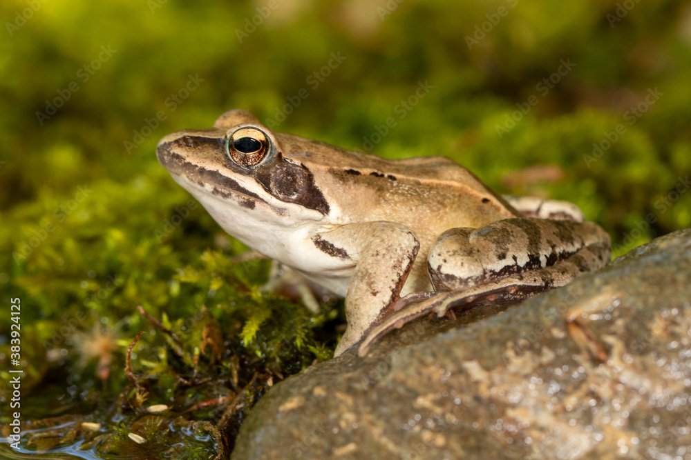 Ein Seefrosch auf einem Stein am Ufer in der Seitenansicht Ein Seefrosch auf einem Stein am Ufer in der Seitenansicht