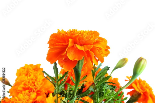 marigold flower on plant in white background for nature,agriculture,religious,festival related concept © gv image