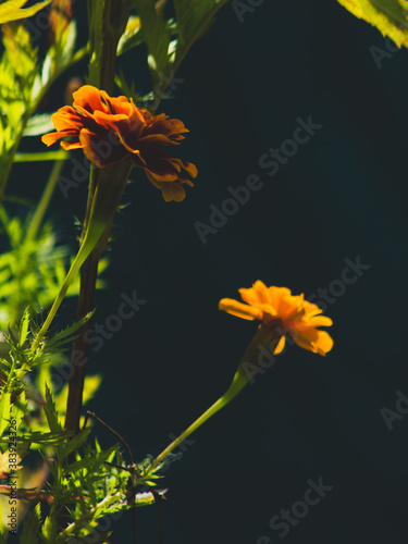 Letnie ogrodowe kwiaty 