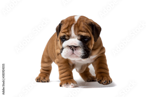 Cute English bulldog puppy standing straight at camera isolated on white background © Светлана Акифьева