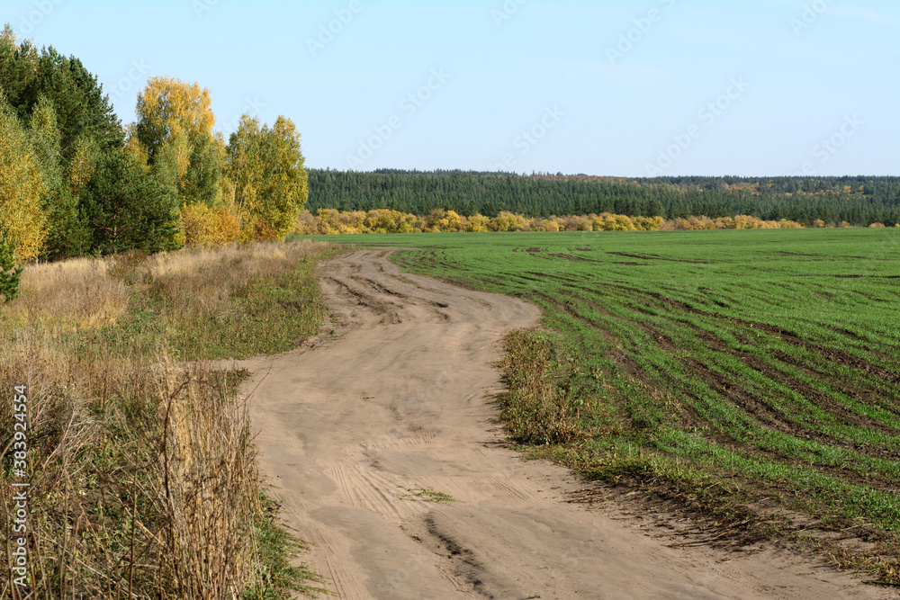 a country road goes through the winter crops near the forest. Clear sky. Fall