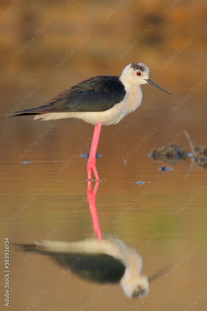 Black-winged stilt. Bird in breeding plumage in spring. Himantopus himantopus Black-winged stilt. Bird in breeding plumage in spring. Himantopus himantopus