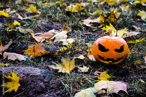  Halloween holiday. Pumpkin on a background of grass and leaves. Nature in the background is blurred. © Сергей Кайф