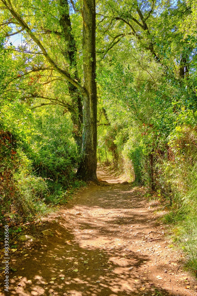 Path between trees in El Bosque - Benamahoma Path between trees in El Bosque - Benamahoma