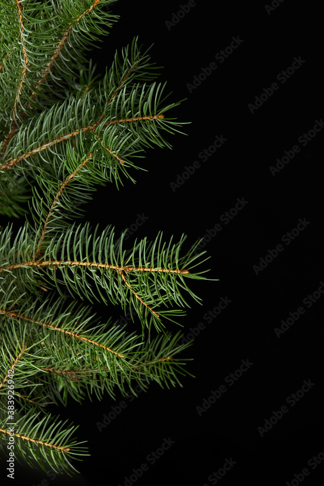 green fir branch isolated on black background, Christmas decoration