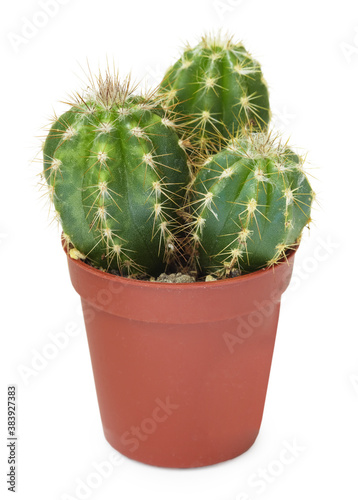 Family decorative cactus in pot photo