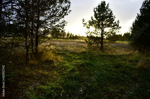 the last ray of the sun at sunset in the forest. contrast photo