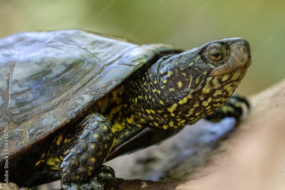 Kopf der Europäischen Sumpfschildkröte in der Seitenansicht an Land Kopf der Europäischen Sumpfschildkröte in der Seitenansicht an Land