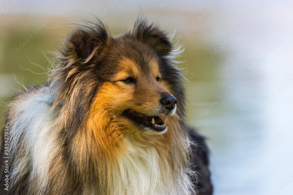 border collie dog