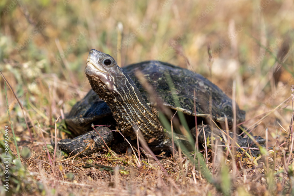 Eine sichernde Bachschildkröte frontal auf einer Wiese Eine sichernde Bachschildkröte frontal auf einer Wiese