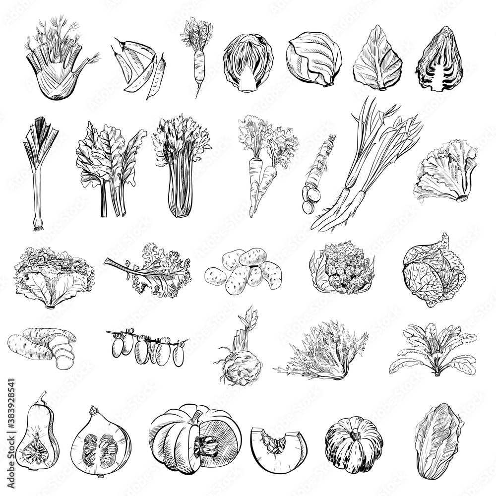 Vector set of hand drawn fruits and vegetables sketch illustration.