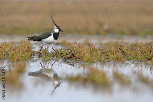 Northern lapwing. Bird in breeding plumage in spring. Vanellus vanellus photo