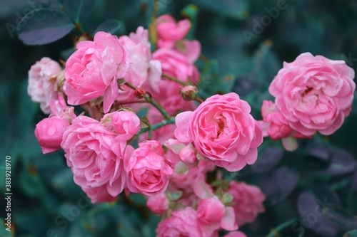kleine rosa Rosen am Rosenbusch © Manfred Richter