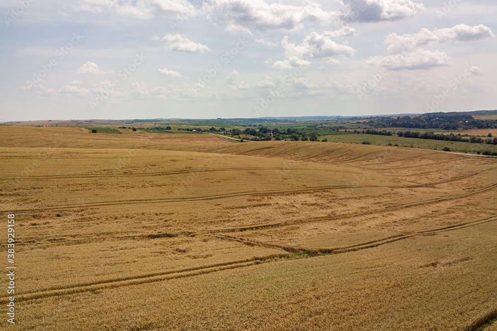 Aerial view of yellow agriculture wheat field ready to be harvested in late summer. Aerial view of yellow agriculture wheat field ready to be harvested in late summer.