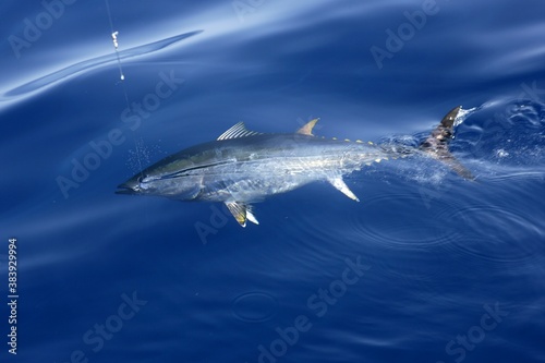 Foto Blue fin tuna Mediterranean fishing and release