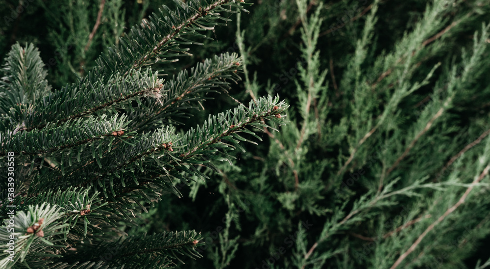 Christmas minimalistic background on the desktop with a Christmas tree. Dark green prickly branches of spruce close-up. Horizontal banner.