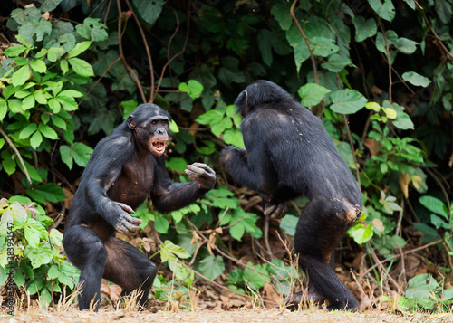 Fighting Bonobos ( Pan paniscus). At a short distance, close up.  photo