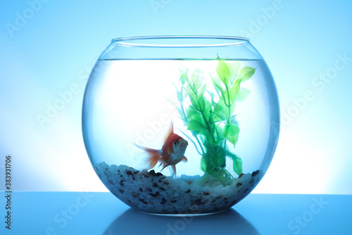Beautiful bright small goldfish swimming in round glass aquarium on blue background
