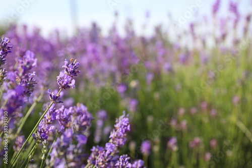 Beautiful blooming lavender field on summer day  closeup