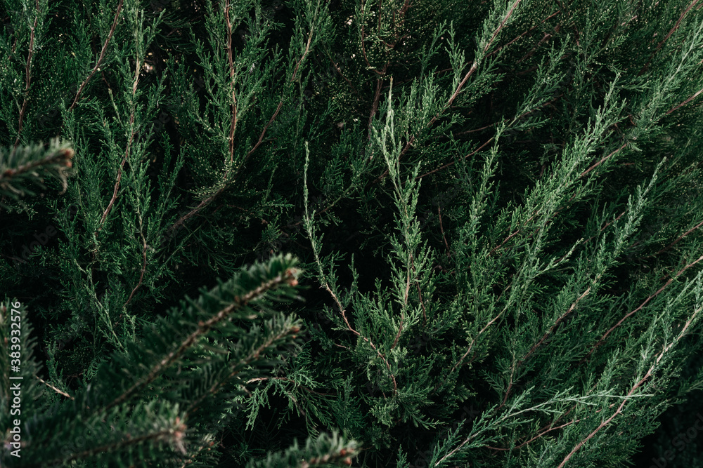Christmas minimalistic background on the desktop with a Christmas tree. Dark green prickly branches of spruce close-up. Horizontal banner. Christmas minimalistic background on the desktop with a Christmas tree. Dark green prickly branches of spruce close-up. Horizontal banner.