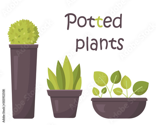 vector set of home plants in pots. floral interior decor in cartoon style. isolated on white background.