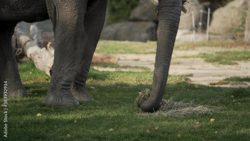 African Elephant Trunk Feeding And Picking Up Grass On The Ground In Granby Zoo, Quebec, Canada. - medium shot African Elephant Trunk Feeding And Picking Up Grass On The Ground In Granby Zoo, Quebec, Canada. - medium shot