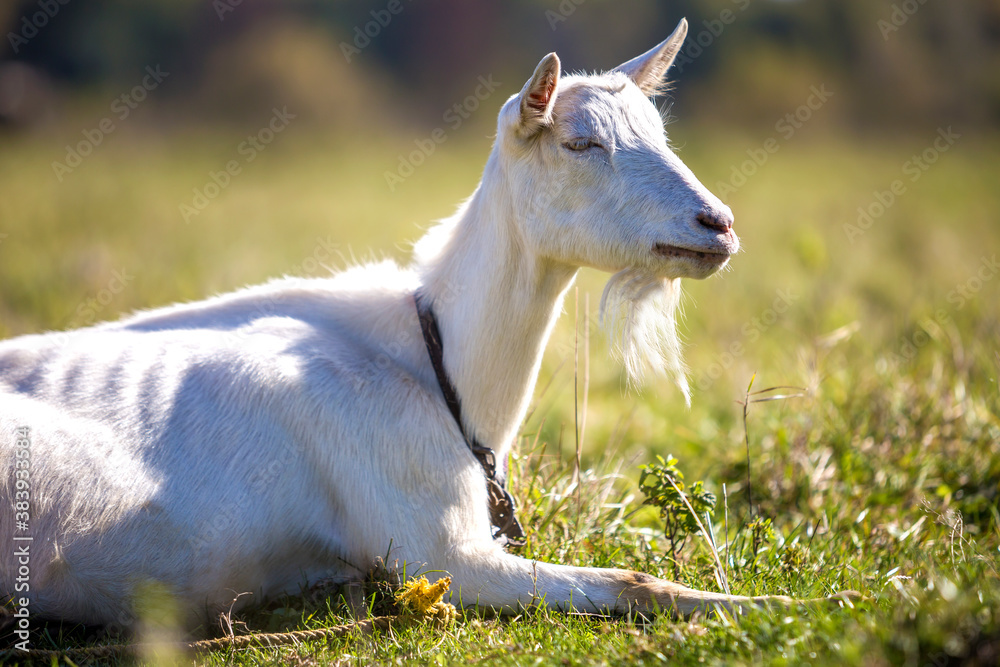 Obraz premium Portrait of white goat with beard on blurred bokeh background. Farming of useful animals concept.