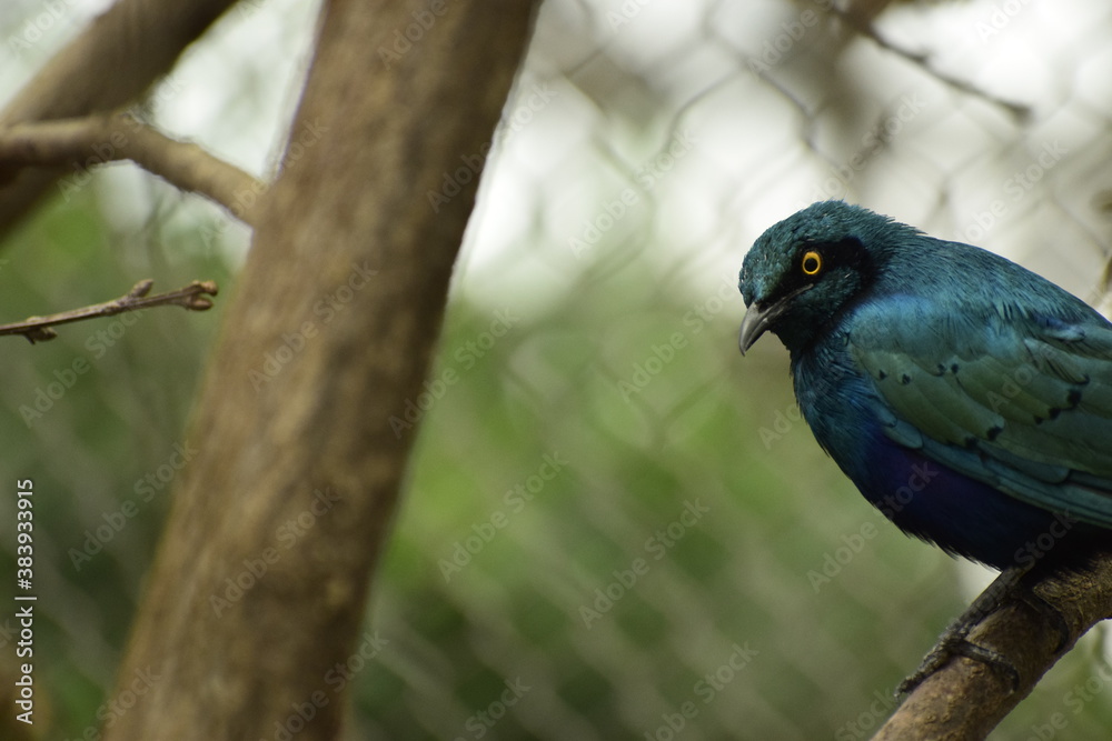 Obraz premium Oiseau éxotique bleu